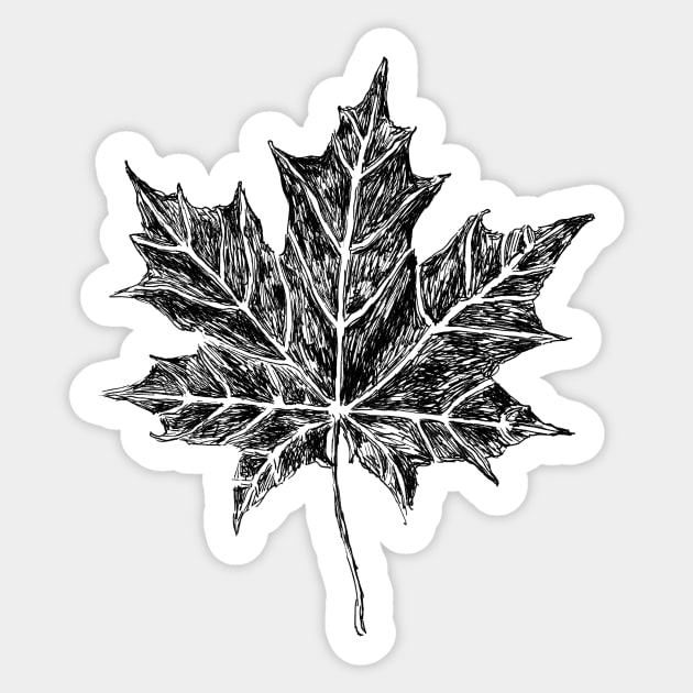 Maple Leaf Sketch Sticker by rachelsfinelines